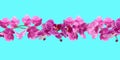 Branch of orchid on turquoise background. Banner design Royalty Free Stock Photo