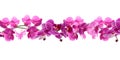 Branch of beautiful orchid on background. Banner design Royalty Free Stock Photo