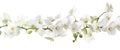 Branch of beautiful orchid on background. Banner design Royalty Free Stock Photo