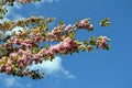 Pink flowers of almond tree against the blue sky Royalty Free Stock Photo