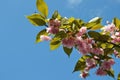 Pink flowers of almond tree against the blue sky Royalty Free Stock Photo