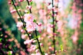 Branch with beautiful pink flowers of Amygdalus triloba bush at spring