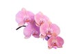 Branch of beautiful pink Phalaenopsis orchid isolated on white Royalty Free Stock Photo