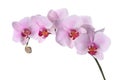 Branch of beautiful pink Phalaenopsis orchid on white Royalty Free Stock Photo