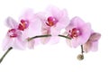 Branch of beautiful pink Phalaenopsis orchid isolated Royalty Free Stock Photo