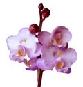 Branch of beautiful pink Phalaenopsis orchid flower isolated on white background. Royalty Free Stock Photo