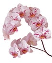 Branch of beautiful pink Phalaenopsis orchid flower isolated on white background. Royalty Free Stock Photo