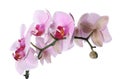 Branch of beautiful pink Phalaenopsis orchid isolated Royalty Free Stock Photo