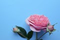 A branch of beautiful pink roses with buds on a blue background. Valentine`s Day. Copy space Royalty Free Stock Photo