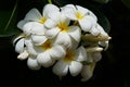 A branch of beautiful plumeria alba flowers