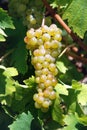 Branch beautiful ripe yellow grapes growing in vineyard Royalty Free Stock Photo