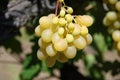 Branch beautiful ripe yellow grapes growing in vineyard Royalty Free Stock Photo