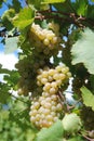 Branch beautiful ripe yellow grapes growing in vineyard Royalty Free Stock Photo