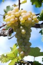 Branch beautiful ripe yellow grapes growing in vineyard Royalty Free Stock Photo