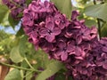 Branch with beautiful spring lilac flowers. Royalty Free Stock Photo