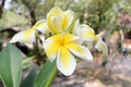 Branch of beautiful tropical flowers frangipani plumeria in the garden, Thailand