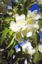 A branch of beautiful white jasmine flowers against a bright blue sky Royalty Free Stock Photo