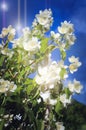 A branch of beautiful white jasmine flowers against a bright blue sky Royalty Free Stock Photo