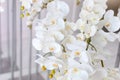 Branch of beautiful white orchid on white background. Banner design. White petals of phalaenopsis orchid flower, Royalty Free Stock Photo