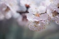Branch with beautiful white Spring Apricot Flowers . Macro shot Royalty Free Stock Photo
