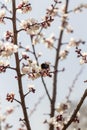 Branch with beautiful white Spring Apricot Flowers on Tree. Botanical bloom concept. Blooming backdrop, Nature in Springtime Royalty Free Stock Photo