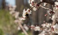 Branch with beautiful white Spring Apricot Flowers on Tree. Botanical bloom concept. Blooming backdrop, Nature in Springtime Royalty Free Stock Photo