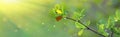branch with beautiful young green leaves in background of sun's rays. Blurry green background. A natural spring Royalty Free Stock Photo