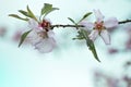 A branch of a beautifully blossoming almond tree. Close-up small white pink flowers with yellow stamens and leaves. Blurred floral Royalty Free Stock Photo