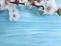 Branch april of blossoming cherry beauty , frame on a blue wooden background