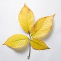 Branch of Beech tree leaves. Royalty Free Stock Photo
