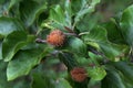 Branch of beech tree with nuts and green leaves, Fagus sylvatica Royalty Free Stock Photo