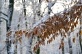 Branch of a beechen tree Fagus sylvatica L. with autumn leaves, covered with snow Royalty Free Stock Photo