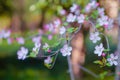 A branch of begonia flower in the garden