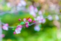 A branch of begonia flower in the garden