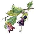 A branch of belladonna with leaves, berries and flowers. Atropa belladonna. Watercolor illustration with a black outline