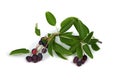 Branch with berries amelanchier or chuckley pear