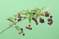 Branch with berries amelanchier or chuckley pear