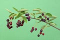 Branch with berries amelanchier or chuckley pear