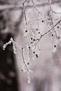 Branch with berries full of hoarfrost