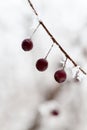 Branch with berries, full of hoarfrost