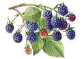 Branch with berries and leaves isolated white background. Watercolor botanical illustration blackberries Royalty Free Stock Photo