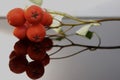 Branch with berries of a rowan tree on a mirror dark surface in autumn, close-up.