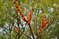 Branch with berries of sea buckthorn and green leaves Royalty Free Stock Photo