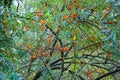 Branch with berries of sea buckthorn and green leaves Royalty Free Stock Photo