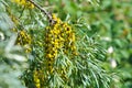 Branch with berries of sea buckthorn Royalty Free Stock Photo