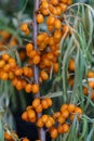 Branch with berries of sea buckthorn and green leaves Royalty Free Stock Photo