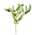 Branch and berries of white mistletoe. Watercolor hand drawn illustration isolated on white background. Design of New Year and