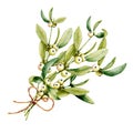 Branch and berries of white mistletoe. Watercolor hand drawn illustration isolated on white background. Design of New