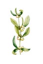 Branch and berries of white mistletoe. Watercolor hand drawn illustration isolated on white background. Design of New
