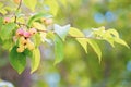 Branch of a berry apple tree